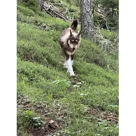 In Geisenheim With Swimming Pool Vakantiehuis