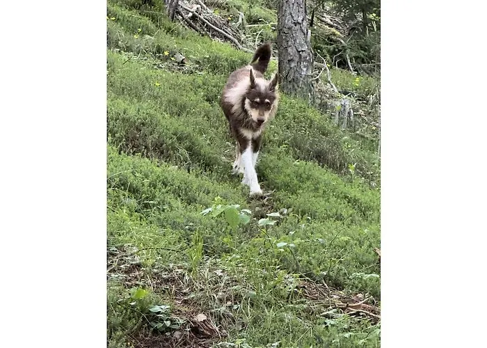 In Geisenheim With Swimming Pool 펜션